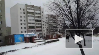 Под Пензой задумчивый лось гулял по городским улицам и попал на видео