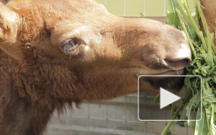 В Петербурге построят подземные переходы для лосей 