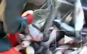 Тошнотворную скумбрию из Китая в Петербург не пустили специалисты Россельхознадзора