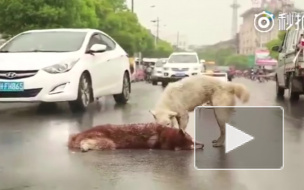 Душераздирающее видео из Китая: Собака пытается оживить своего сбитого друга хаски (18+)