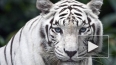 В Тбилиси застрелили белого тигра, растерзавшего человек...