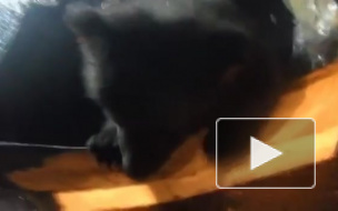 Видео из Коми: неизвестные подбросили к дороге коробку с двумя маленькими медвежатами