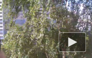 Петербуржцы выкладывают в социальные сети последствия штормового ветра