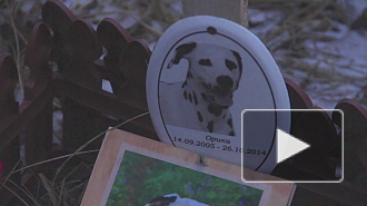 Кладбище домашних животных угрожает здоровью горожан