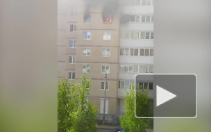 В пожаре в Красном Селе погибла кошка