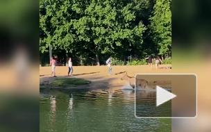 Лось выбежал на оживленный пляж в Пушкине