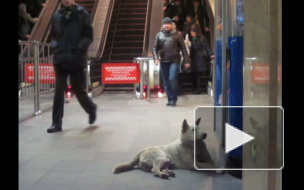 Бродячие собаки спасаются от морозов в петербургском метро