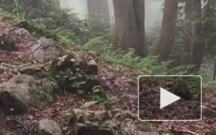 В горах у Сочи вторые сутки ищут пропавшего 13-летнего туриста