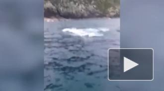 В Новой Зеландии рыбак случайно поймал на удочку кита