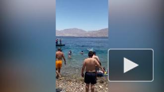 Акула посеяла панику на общественном пляже и попала на видео