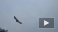 На Елагином острове выпустили на волю двух редких птиц