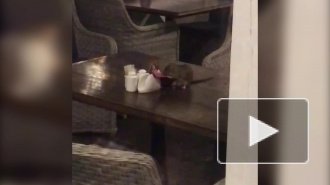 Видео: в ресторане на проспекте Славы стол "сервирует" крыса