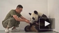 Московский зоопарк рассказал о содержании панд и судьбе ...