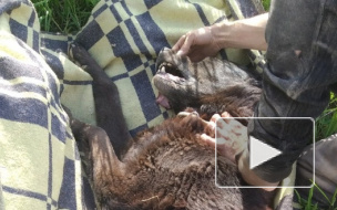 Спасатели достали собаку из теплотрассы глубиной 5 метров в Петербурге