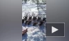 На Сахалине неизвестные убили 26 краснокнижных оленей