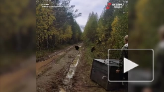 Видео: трех медвежат-сирот вернули в родные леса под Кировом