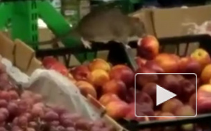 В Петербурге после видео крыс на прилавках "Пятёрочки" магазин закрыли на дезинфекцию