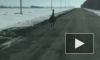 Видео: В Воронежской области был замечен бодро бегающий по дороге страус