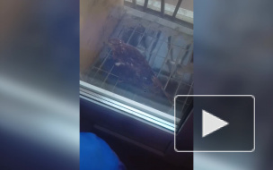 На балкон к петербурженке прилетела хищная птица