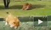 Видео: львица в сафари-парке потерпела фиаско, свалившись в овраг