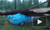 Разгул стихии: В Красноярском крае женщину с ребенком раздавило в машине деревом