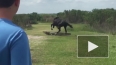 Дерзкое видео из Флориды: конь прогнал аллигатора ...