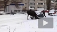 Появилось видео: в Пензенской области дикий лось облюбов...