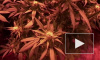 Калейдоскоп городских будней: ликвидирована целая лаборатория по выращиванию марихуаны
