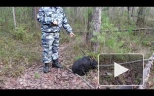 Видео: В Сургуте полицейская собака нашла 6 тайников с наркотиками 