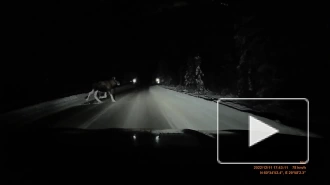 В Ленобласти лось выбежал на дорогу перед машиной и попал на видео