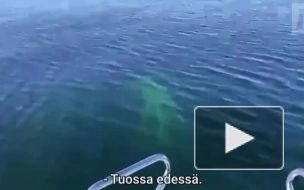 У берегов Финляндии заметили горбатого кита