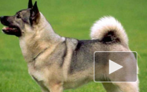 Возбуждено уголовное дело против москвича, который выбросил свою собаку из окна пятого этажа