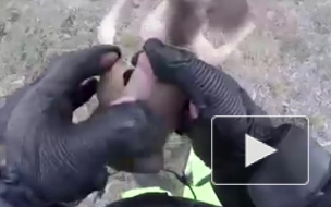 Милое видео из Австралии: Мужчина спас кенгуренка, который выпал из маминой "сумки"