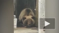 Бурый медведь занял пустой дом на Камчатке