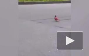 Во дворах Московского района заметили красного голубя