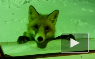 Видео лисички - попрошайки под Челябинском вызвало любопытство