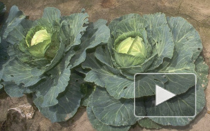 Ярмарки в Петербурге: где купить капусту без ГМО и тетради к 1 сентября