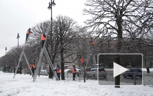 Видео: липам на Московской площади придали форму