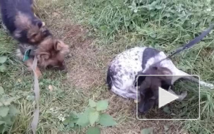 В Хабаровске ищут школьниц, выкладывавших жуткие видео издевательств над животными