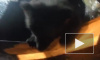 Видео из Коми: неизвестные подбросили к дороге коробку с двумя маленькими медвежатами