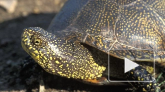 В Петербурге у водоемов с наступлением жаркой погоды можно встретить болотную черепаху