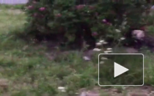 Возле метро "Рыбацкое" рядом с ТЦ бегают полчища огромных крыс