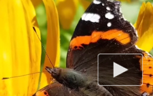 Впервые за последние 10 лет в Москве заметили бабочек адмиралов