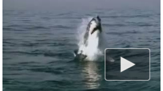 На белую акулу-людоеда в Приморье объявлена охота