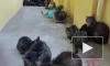 Из горящей студии в ЖК "Солнечный город" спасли 15 кошек