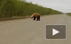 На Камчатке сняли на видео медведя с бидоном на голове 