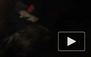 Петербуржец ради спасения котят разобрал в квартире пол