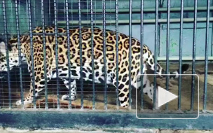 Ягуар-людоед сбежал из зоопарка в Таганроге и попытался съесть женщину