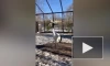 Пара японских журавлей наслаждается солнцем в Ленинградском зоопарке
