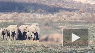Слоны устроили смертельный поединок на глазах у туристов